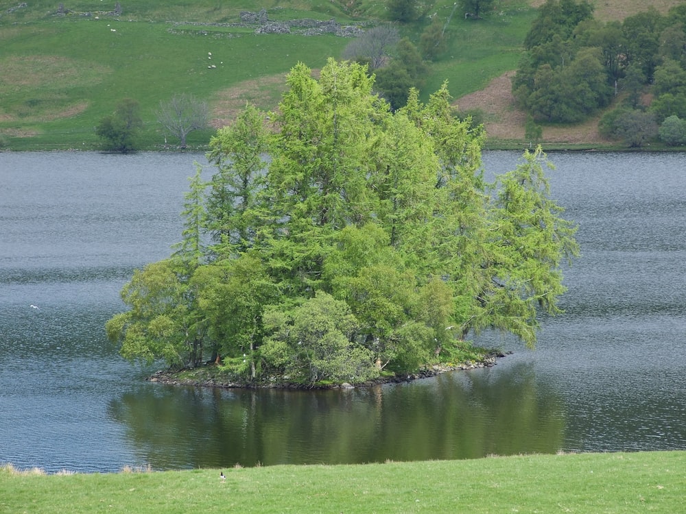 green trees beside lake during daytime