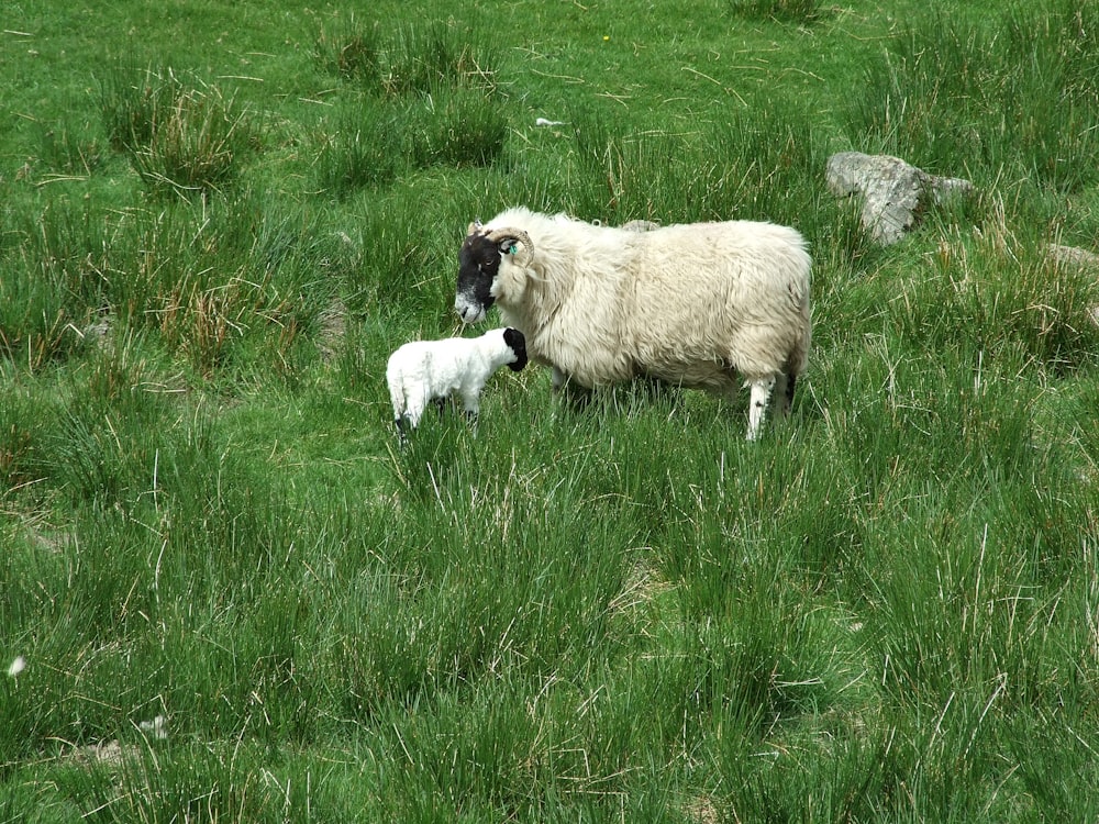 white sheep on green grass field during daytime