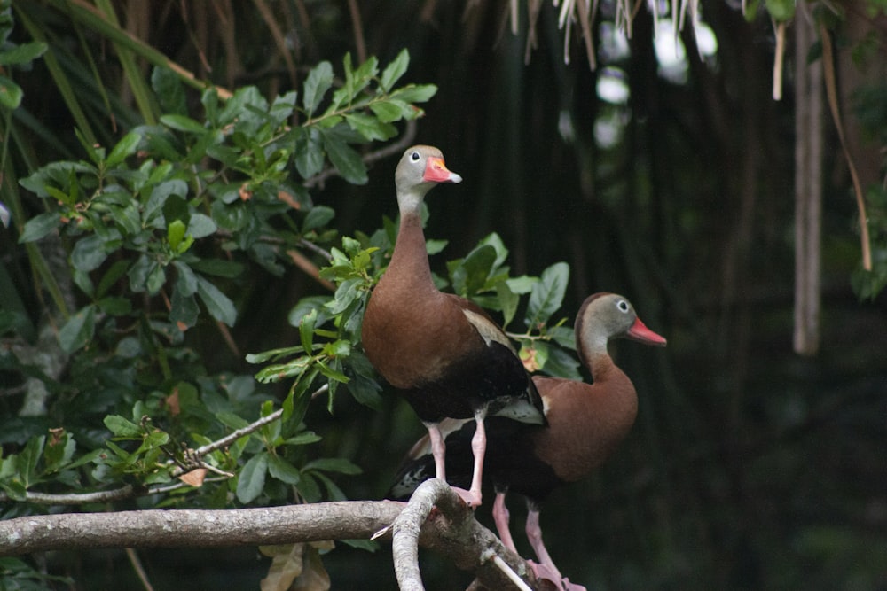 brown and black duck on brown tree branch