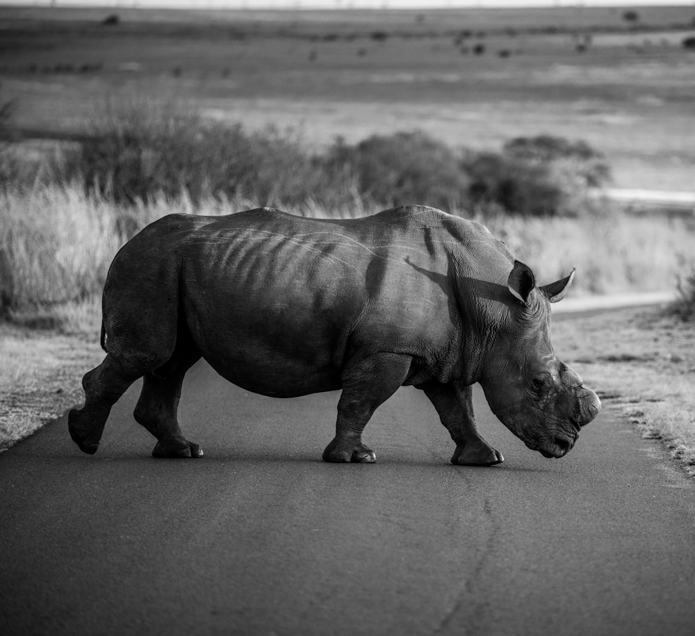 grayscale photo of rhinoceros on road