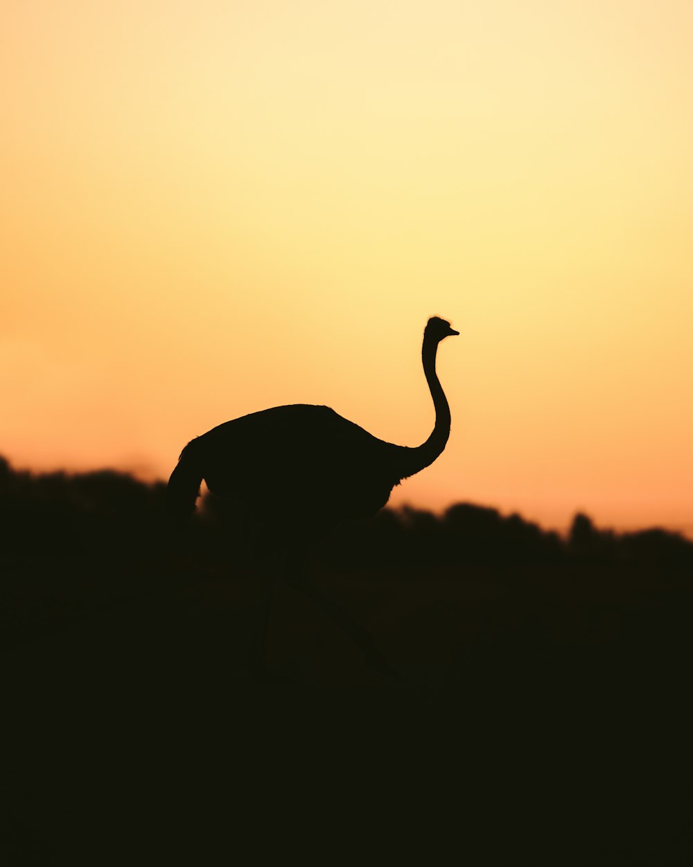 silhouette of swan during sunset