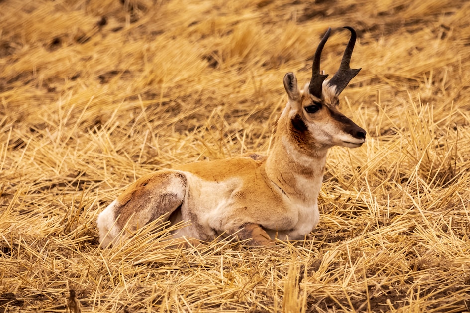Pronghorn antelope in Oregon high desert terrain