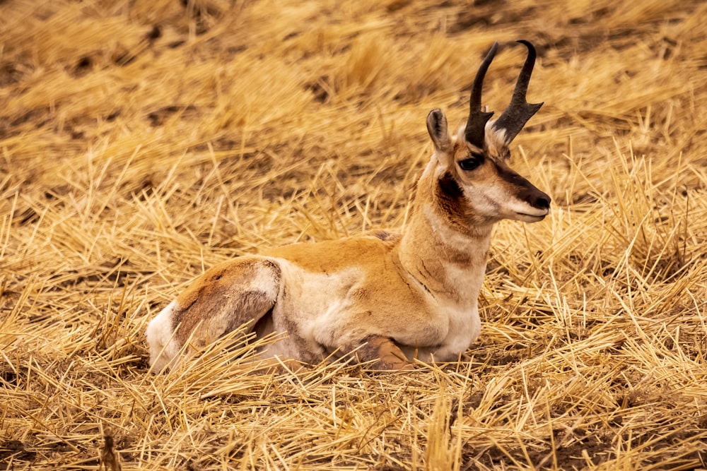 Ciervos marrones en un campo de hierba marrón durante el día