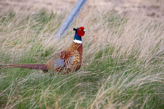 A pheasant with vivid plumage is standing amidst tall grass. Its feathers are a mix of deep browns, red, green, and white, with a distinctive bright red area around the face. The setting includes dry grasses with a patch of green, and there is a metallic pole in the background.