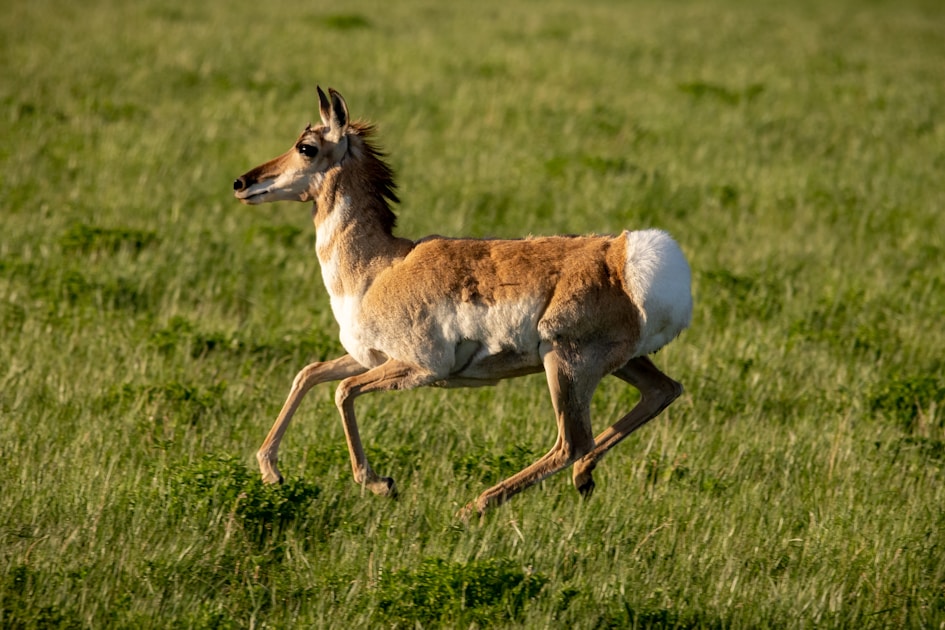 Pronghorn buck standing alert on Wyoming sagebrush flats with wide open country behind him