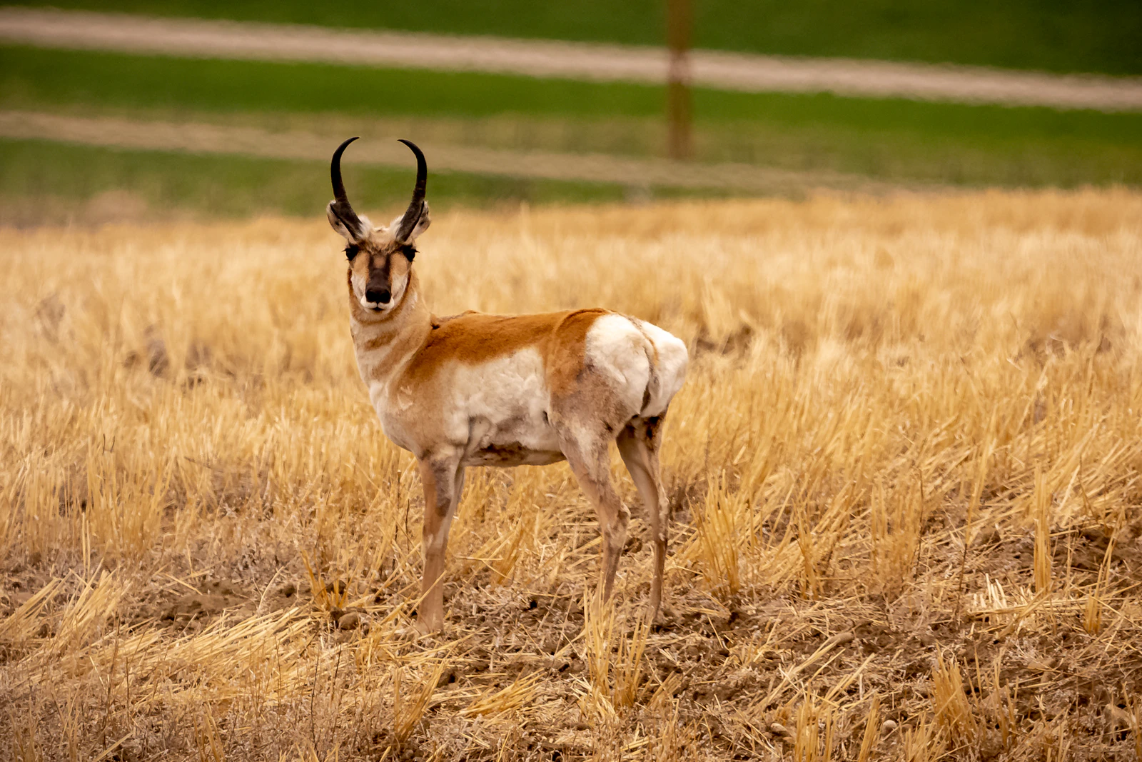 A pronghorn antelope standing on brown prairie grass