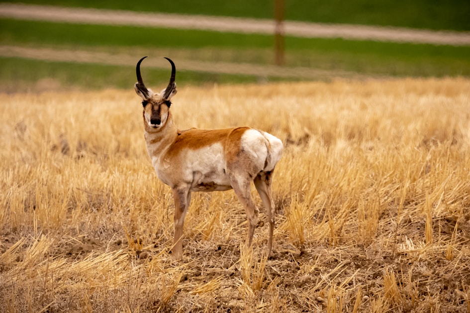 Open grassland prairie in eastern Montana with big sky and rolling hills — classic pronghorn country