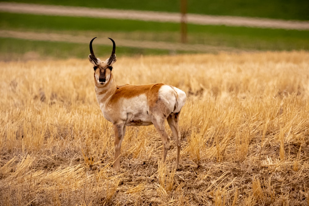 brown and white animal on brown grass field during daytime