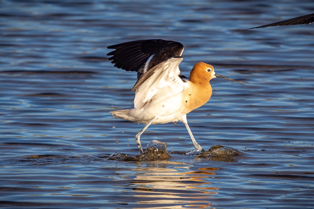 Canard blanc sur l’eau pendant la journée