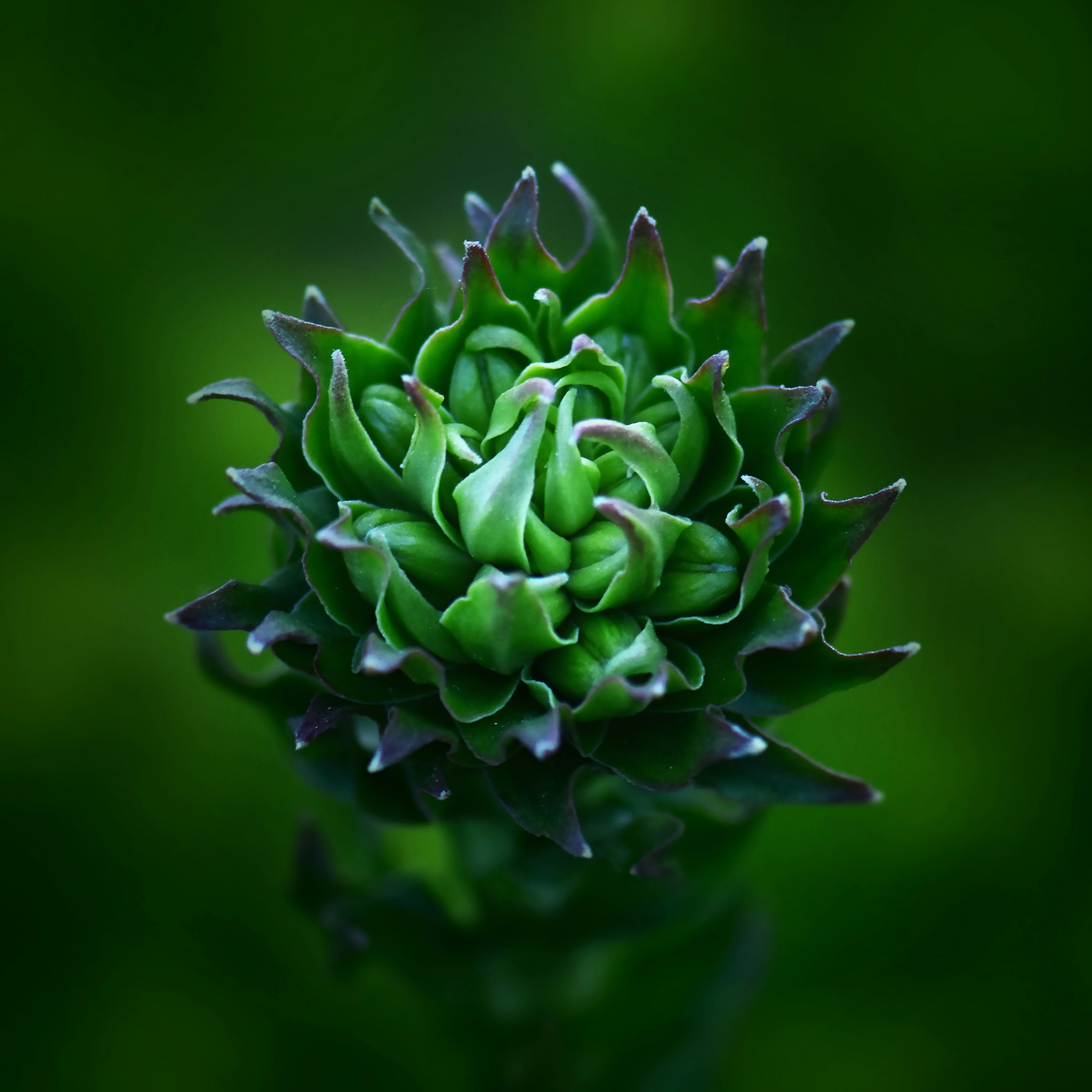 green flower bud in close up photography