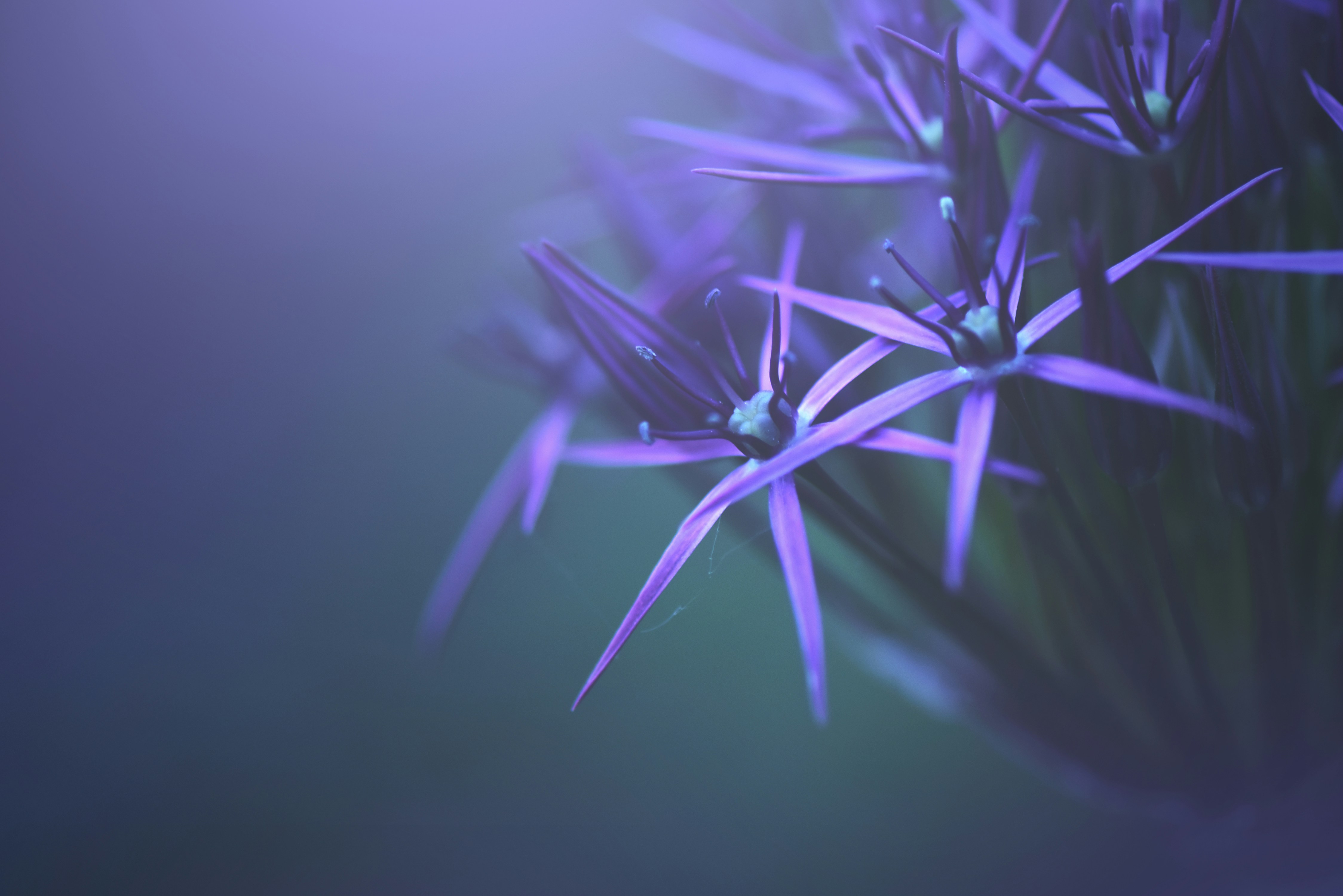 purple flower in close up photography