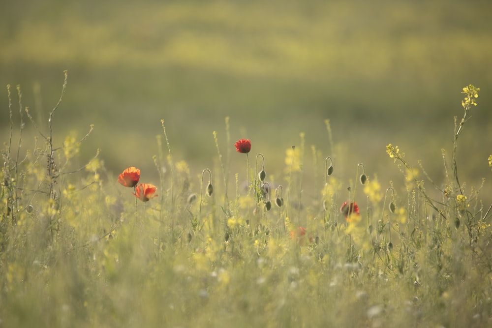 red flower field during daytime