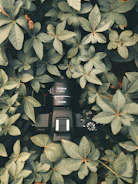 Close-up of a sleek AI-powered sensor nestled among lush green leaves, softly glowing with ambient light.