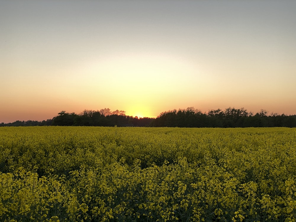 green grass field during sunset