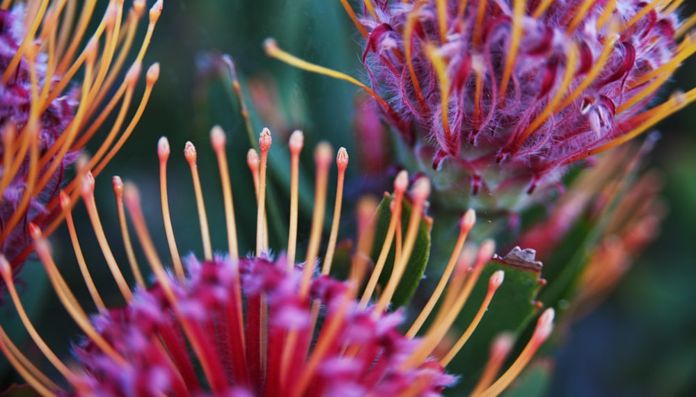 pink and yellow flower in macro lens photography