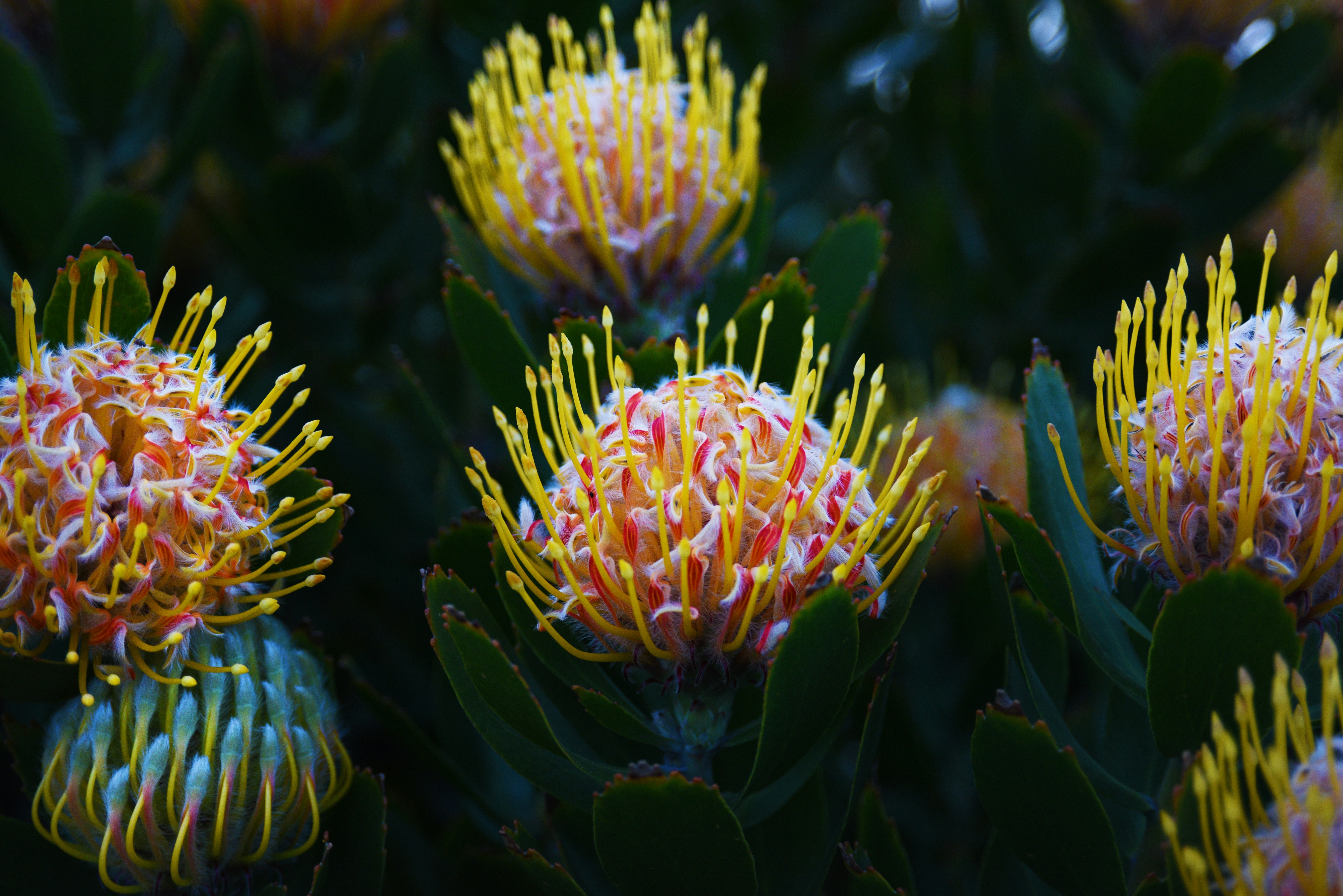 Photo by jos_holland111