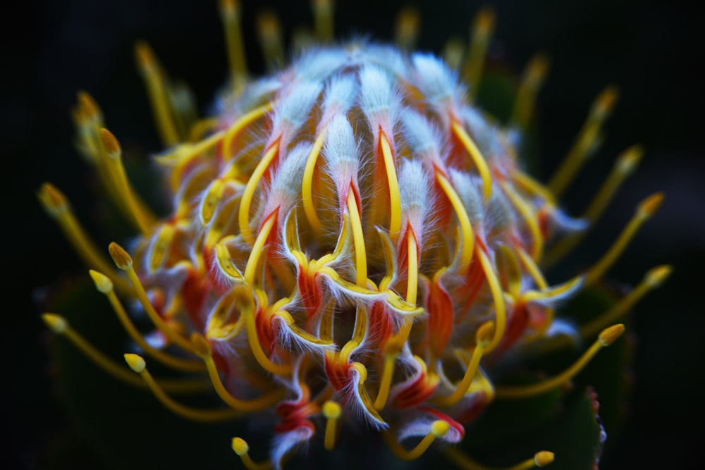 white and yellow flower in close up photography