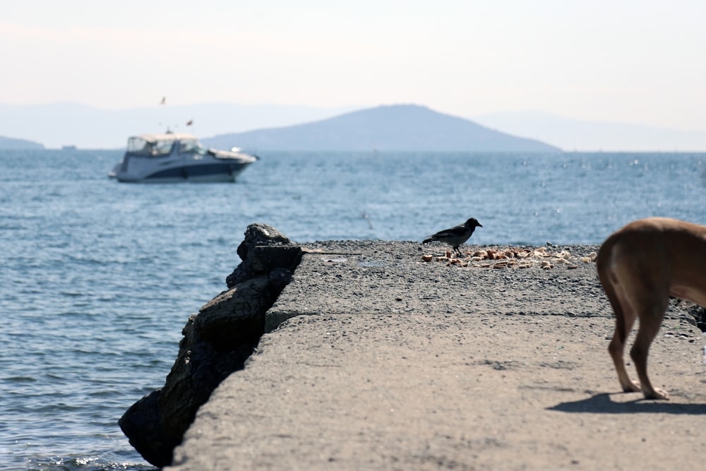 black and white bird on gray rock near body of water during daytime
