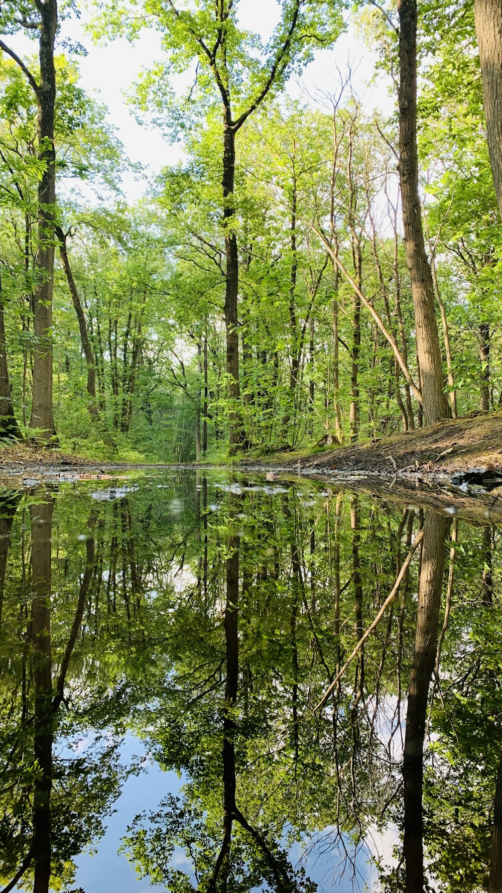 green trees on body of water during daytime