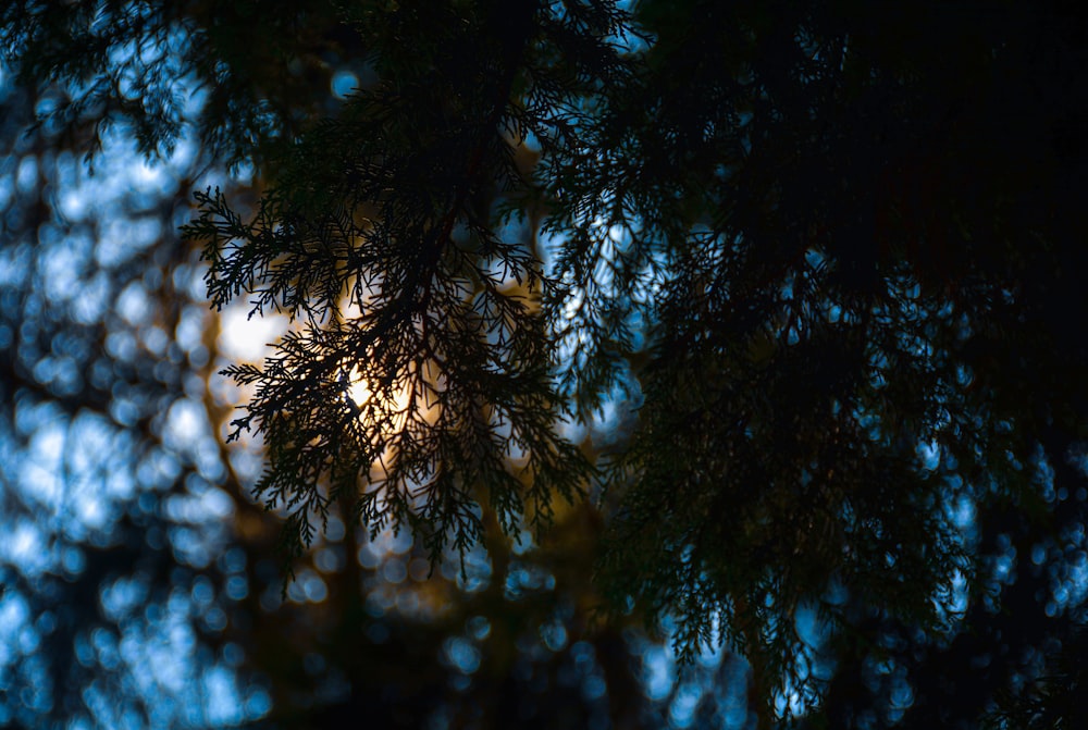 green tree under blue sky during daytime