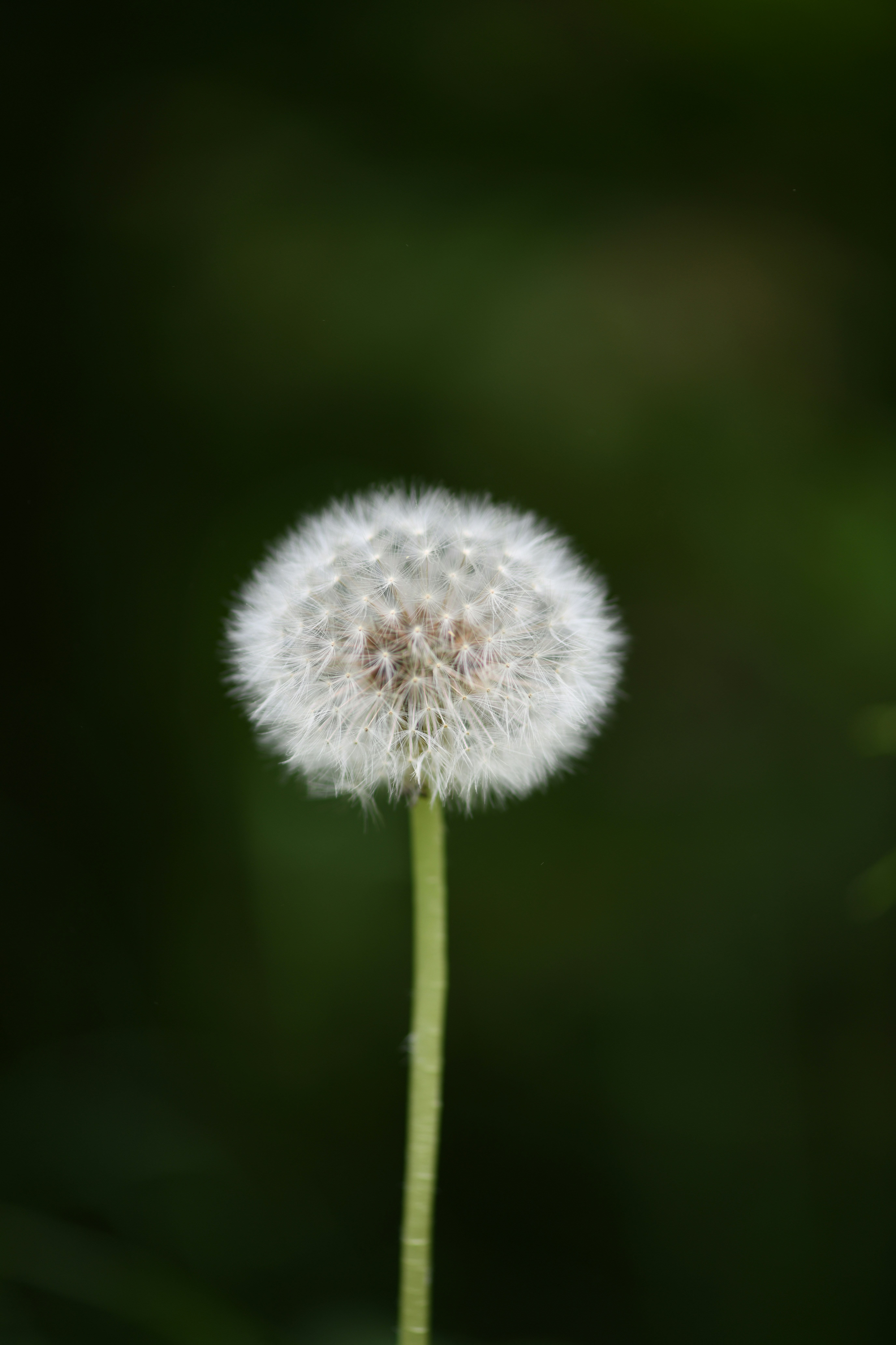 Photo by daniel_zopf