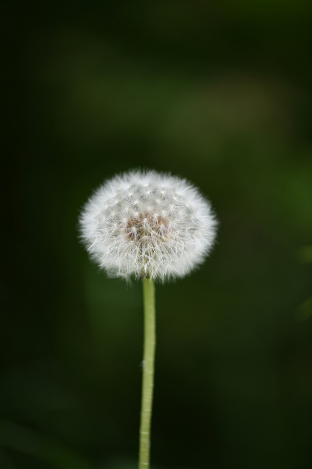 a close up of a dandelion with a blurry background