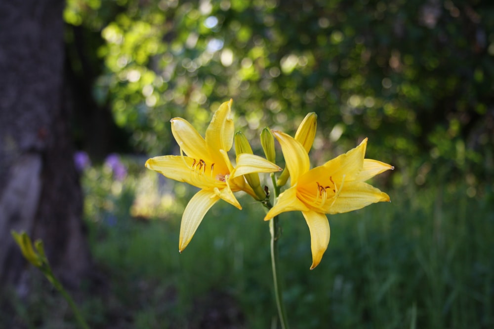 yellow flower in tilt shift lens