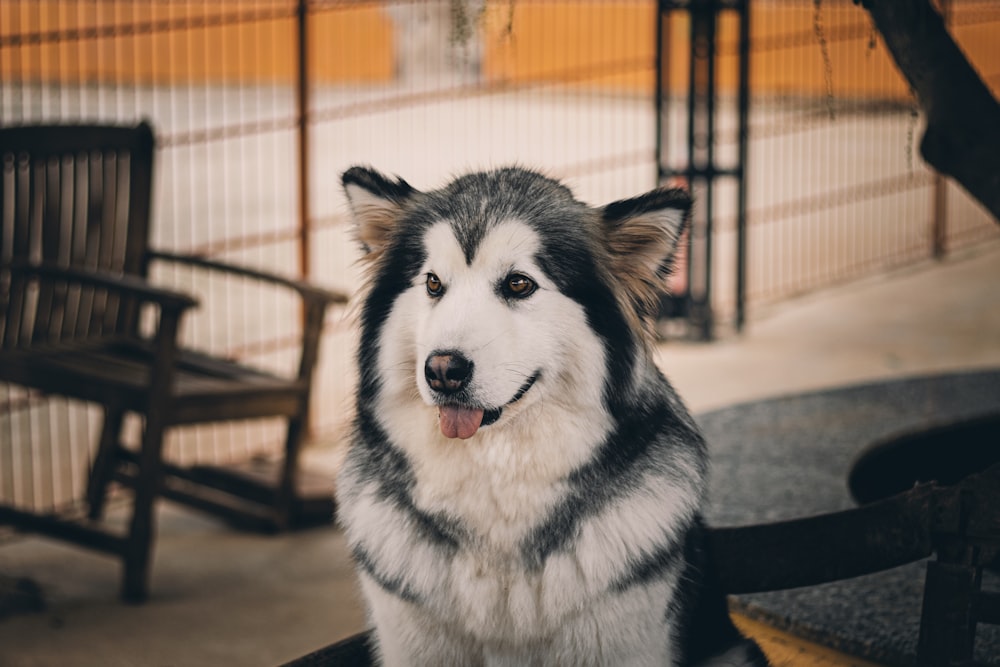 white and black siberian husky