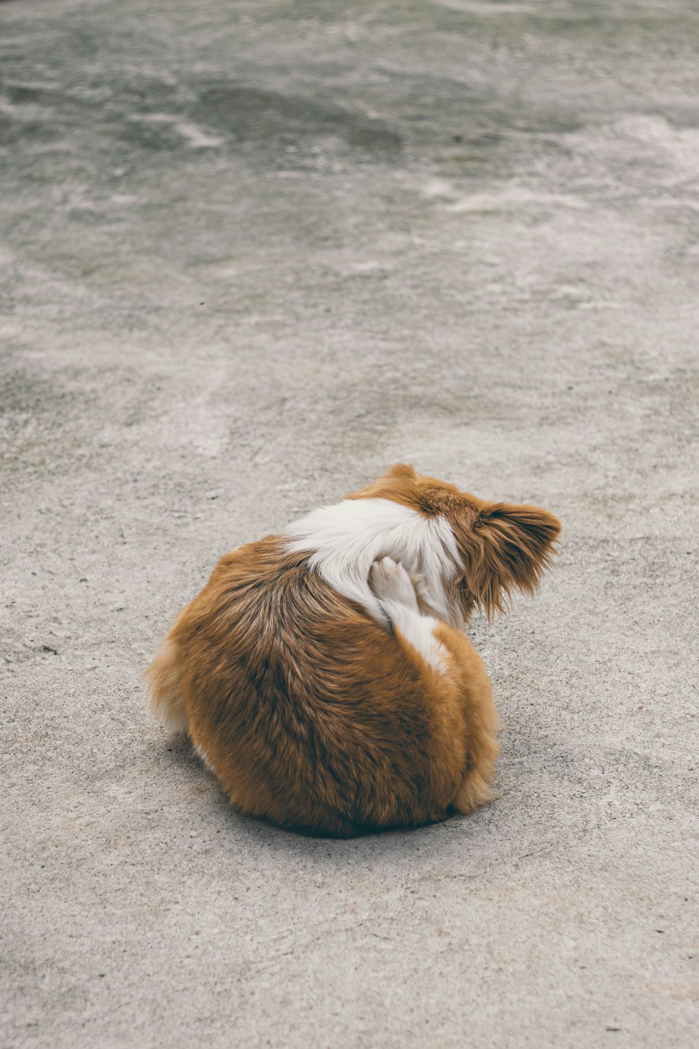 brown and white long coated dog lying on gray concrete floor