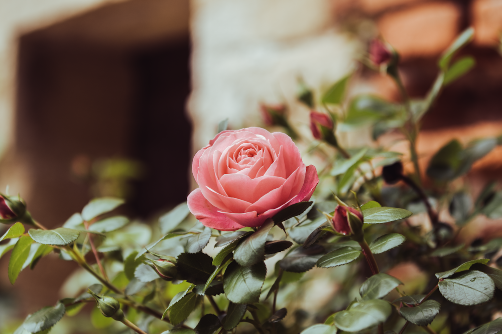 pink rose in bloom during daytime