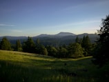 A serene landscape with lush green herbs in sunlight.