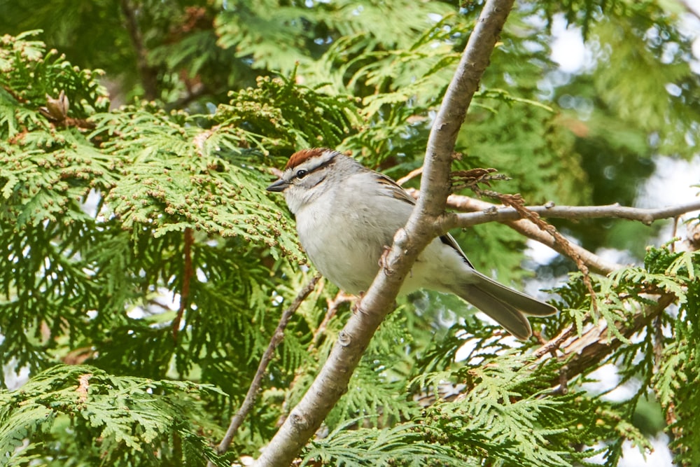white and gray bird on tree branch during daytime