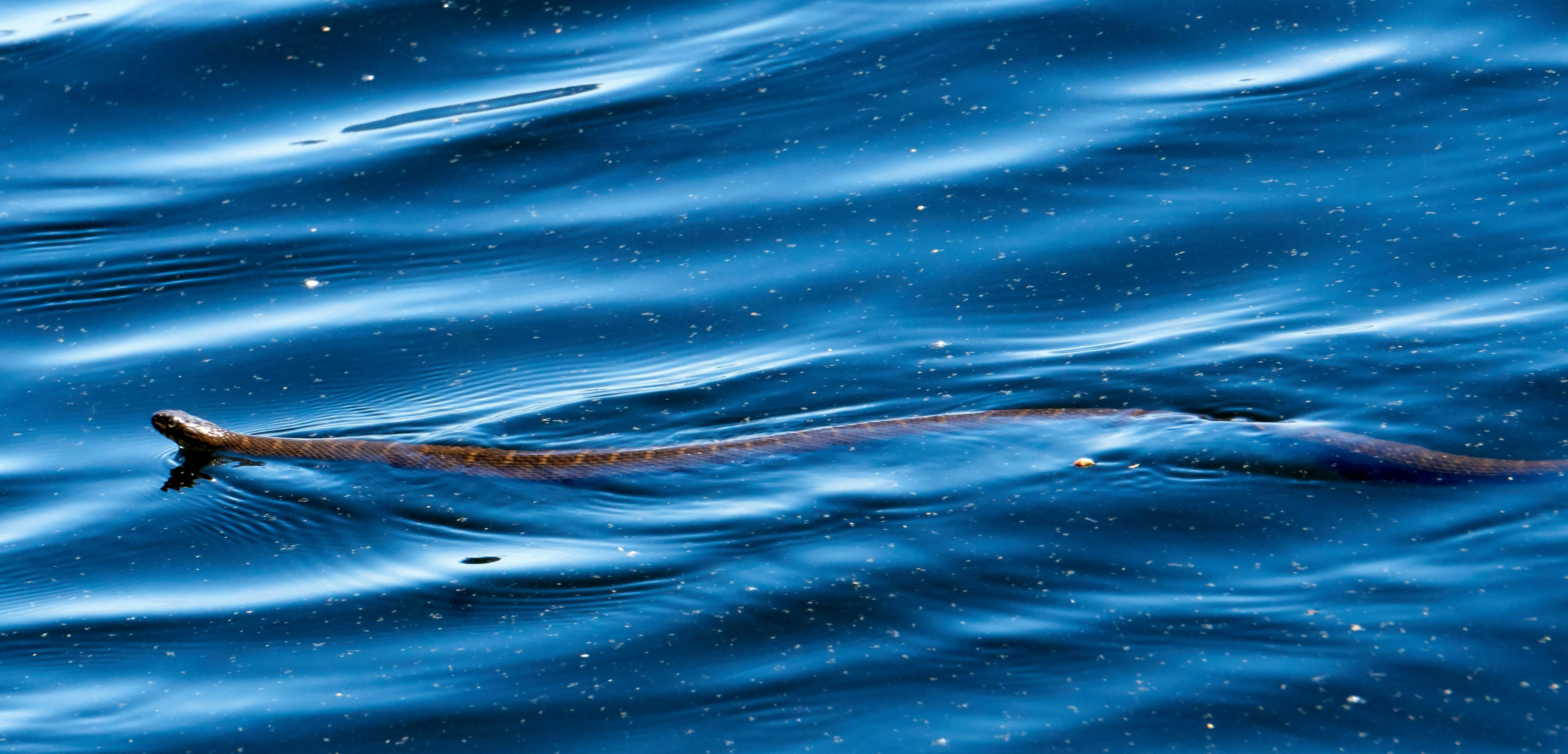 Tiny Eels, Massive Profits: Unpacking Maine's Secret Black Market