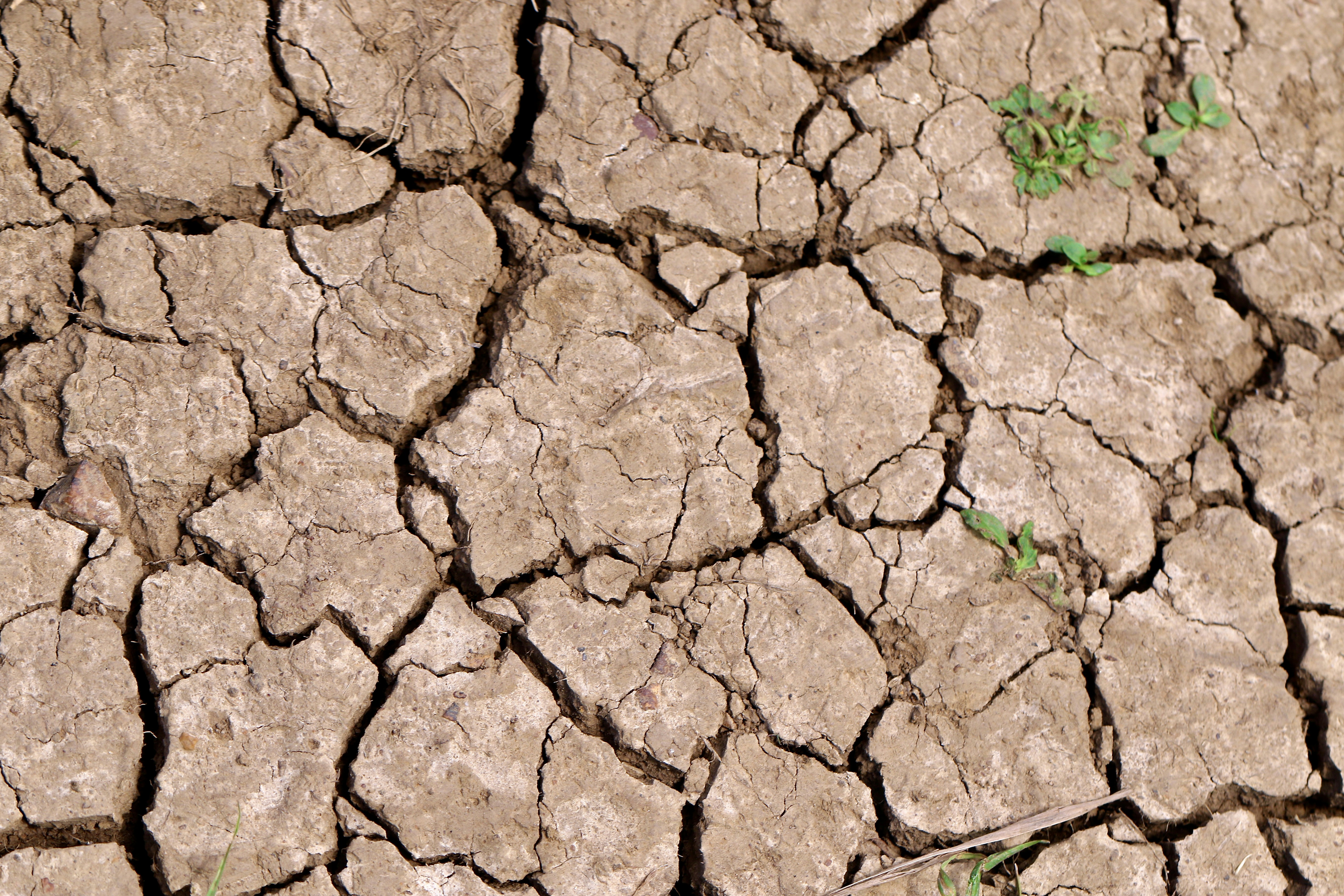 Лысые газоны в городе. Корка на почве. Известковая почва. Лессовидные суглинки. Почвенная корка.