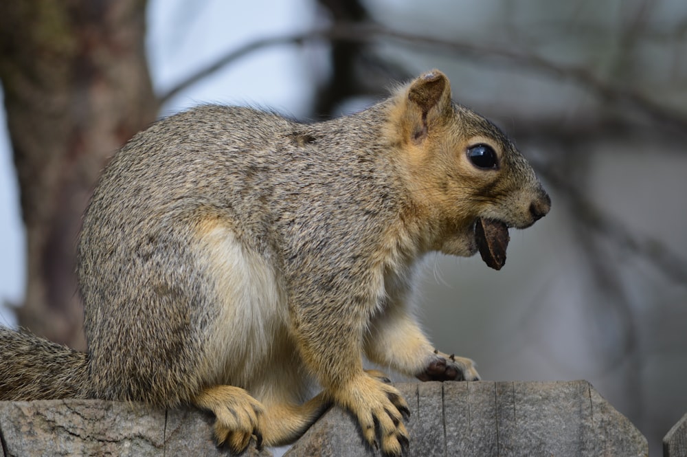 brown squirrel on tree branch during daytime