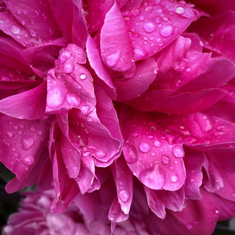 Détail d'une fleur éclatante avec des gouttes de rosée sur les pétales.