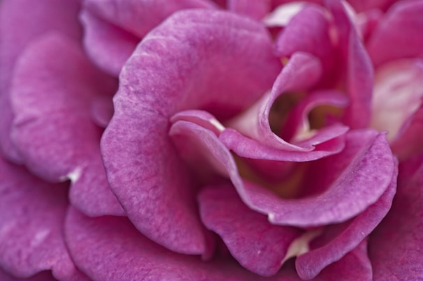 Close-up of a delicate garden rose showcasing its petals.