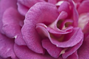 Blush Rose Bloom