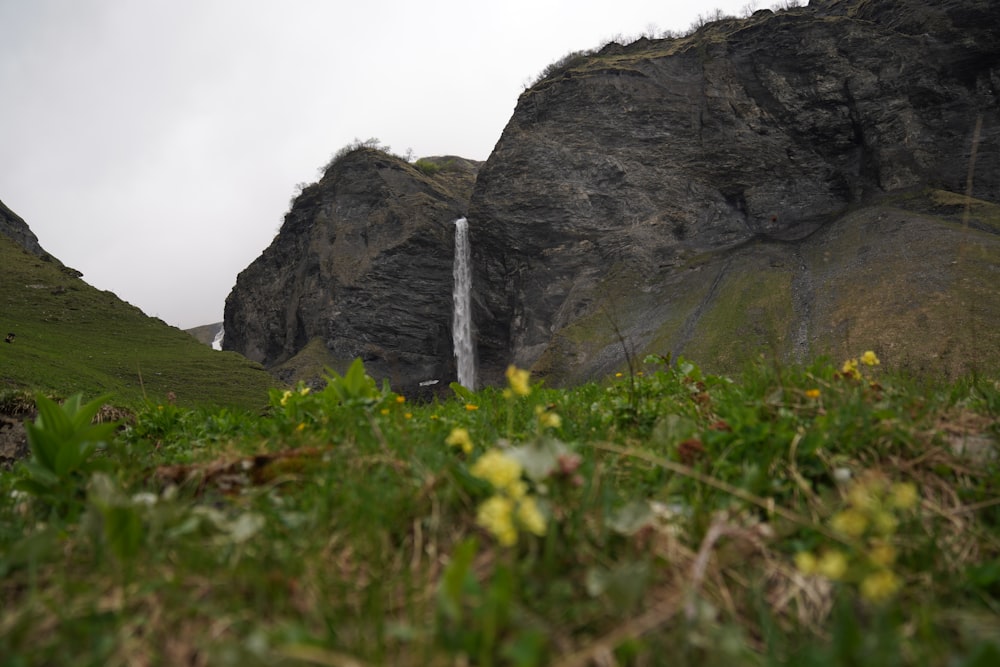 yellow flower near gray rock formation