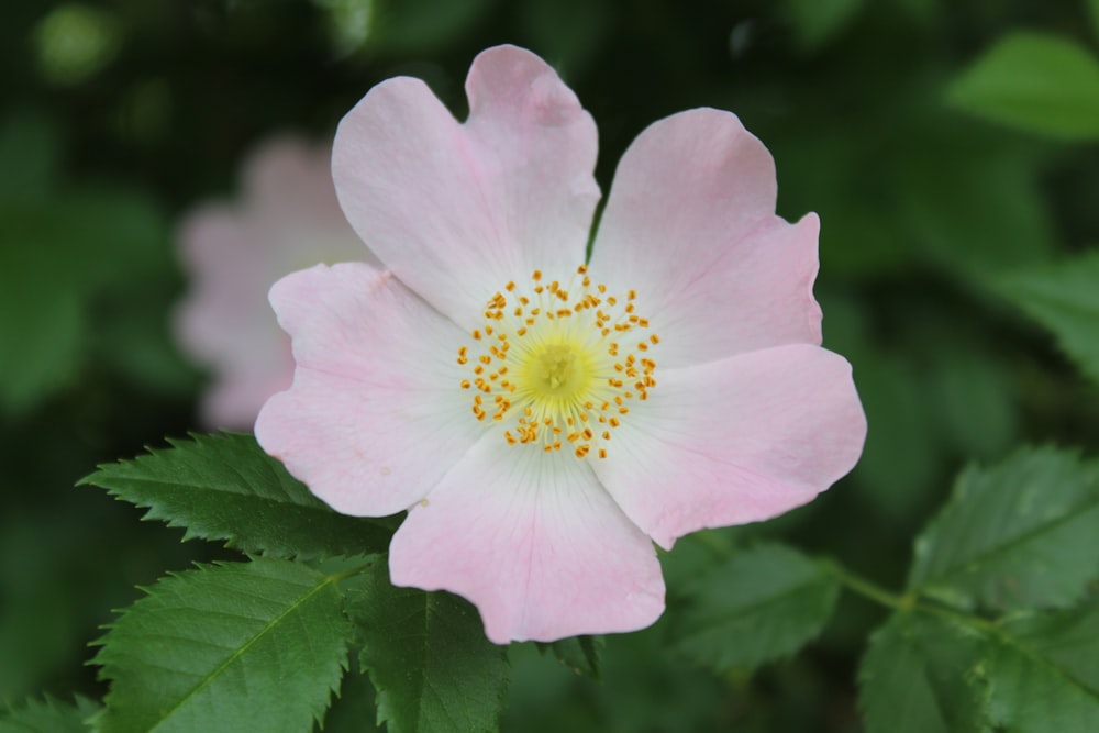 pink flower with green leaves