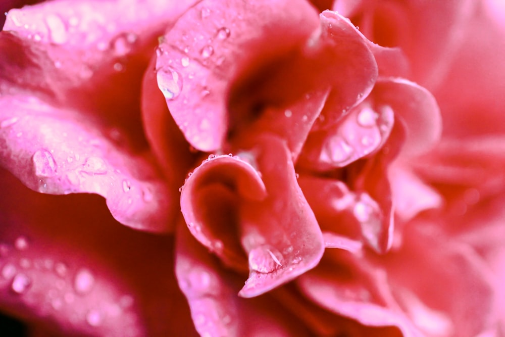 macro photography of red rose