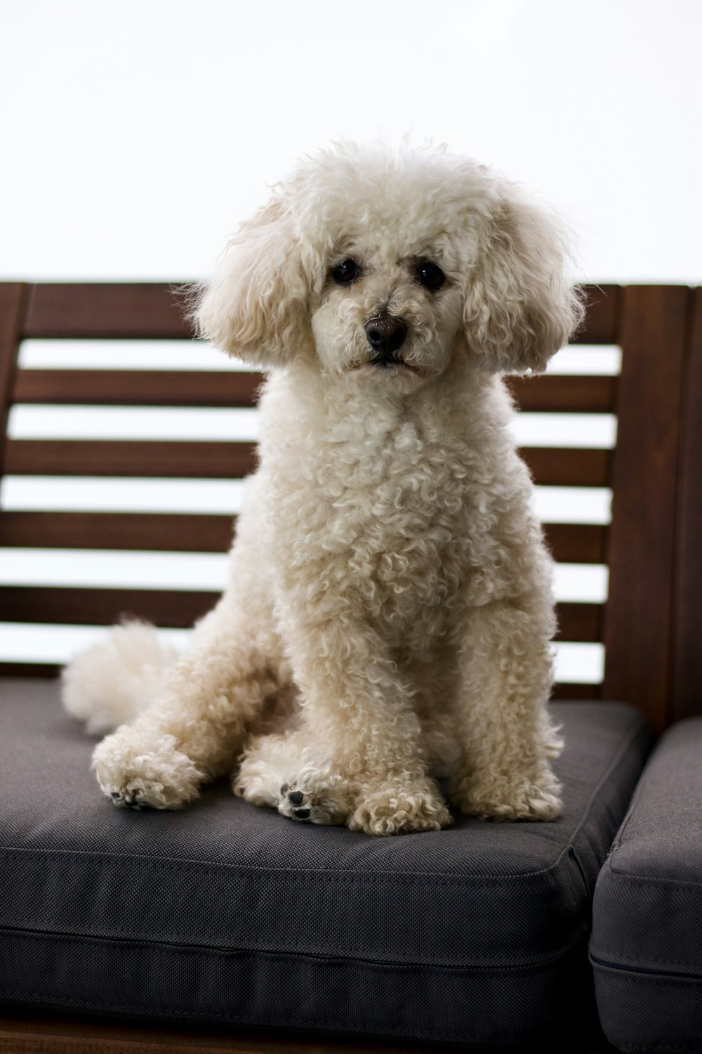 white poodle on brown wooden bench