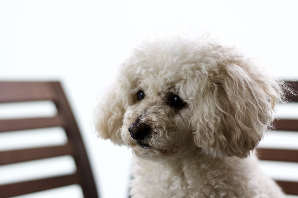 white poodle on black chair