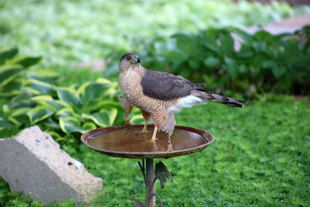 brown and black bird on brown wooden round table