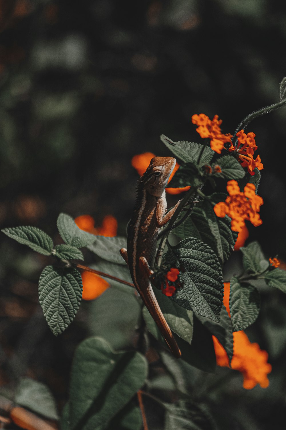 black and brown butterfly on red and green leaves