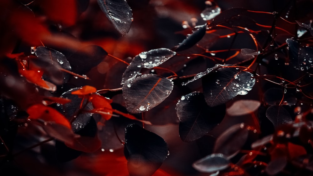 red and black leaves in tilt shift lens