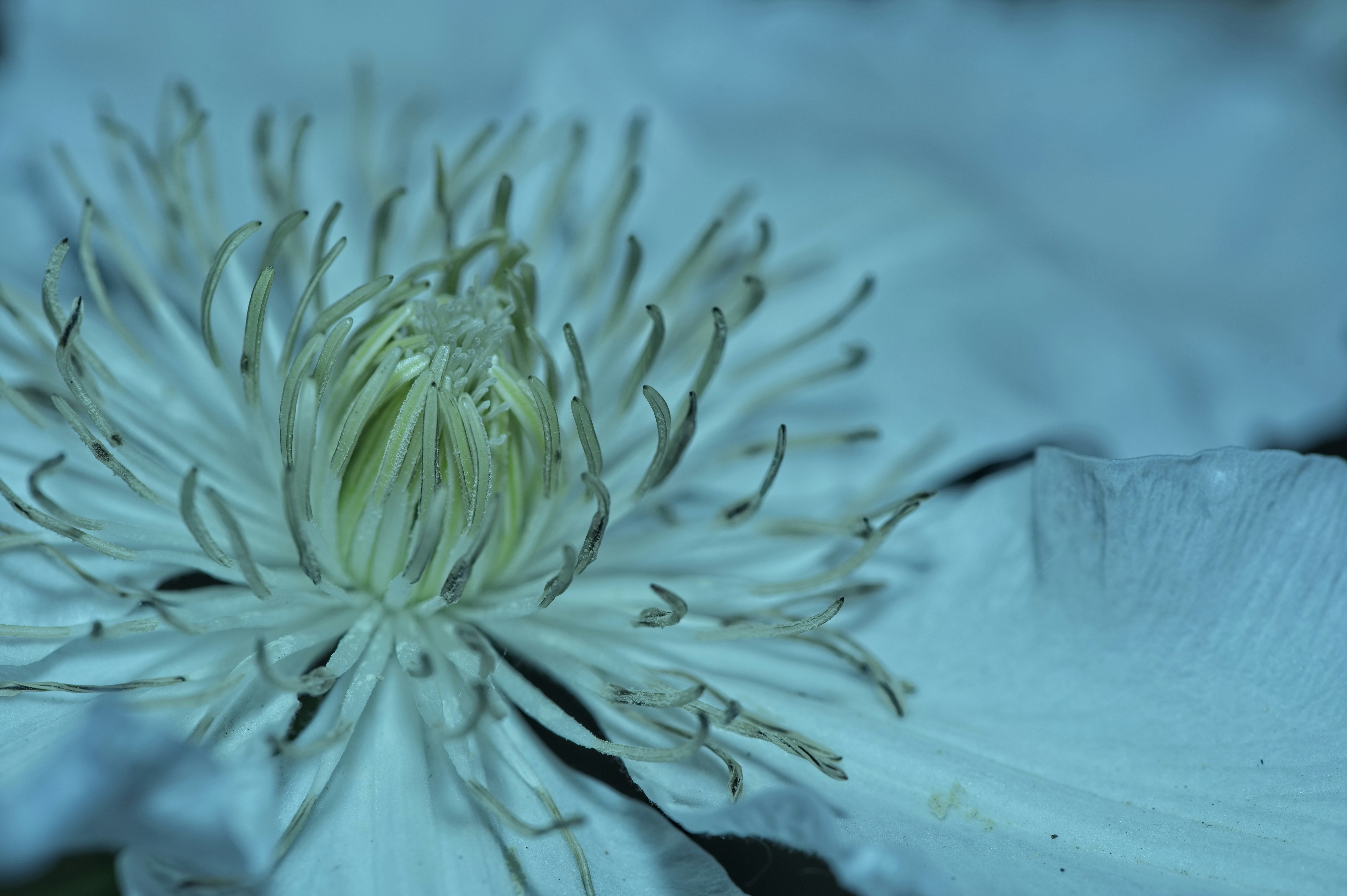 photo-1622923561564-97e13fc2de42?ixid=M3wxMjA3fDB8MXxzZWFyY2h8MjB8fGRpc2NvdmVyJTIwbXlvc290aXMlM0ElMjB0aGUlMjBlbmNoYW50aW5nJTIwZm9yZ2V0LW1lLW5vdCUyMGZsb3dlcnxlbnwwfHx8fDE3NTIwNTk4ODJ8MA\u0026ixlib=rb-4.1.0