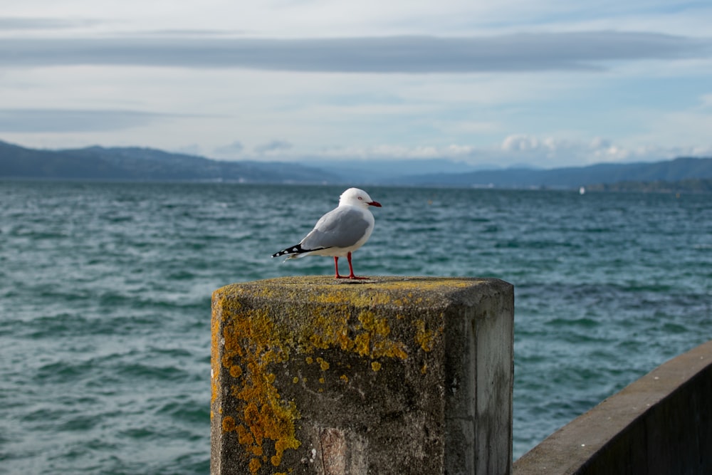 pájaro blanco y negro en poste de madera marrón cerca del mar durante el día