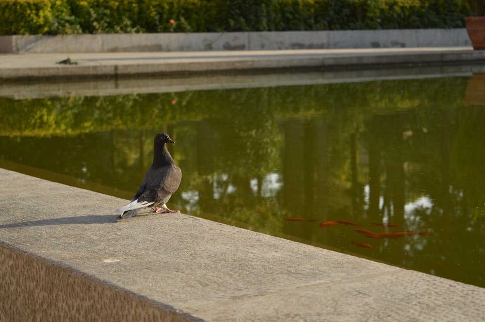 black and white duck on gray concrete surface near body of water during daytime