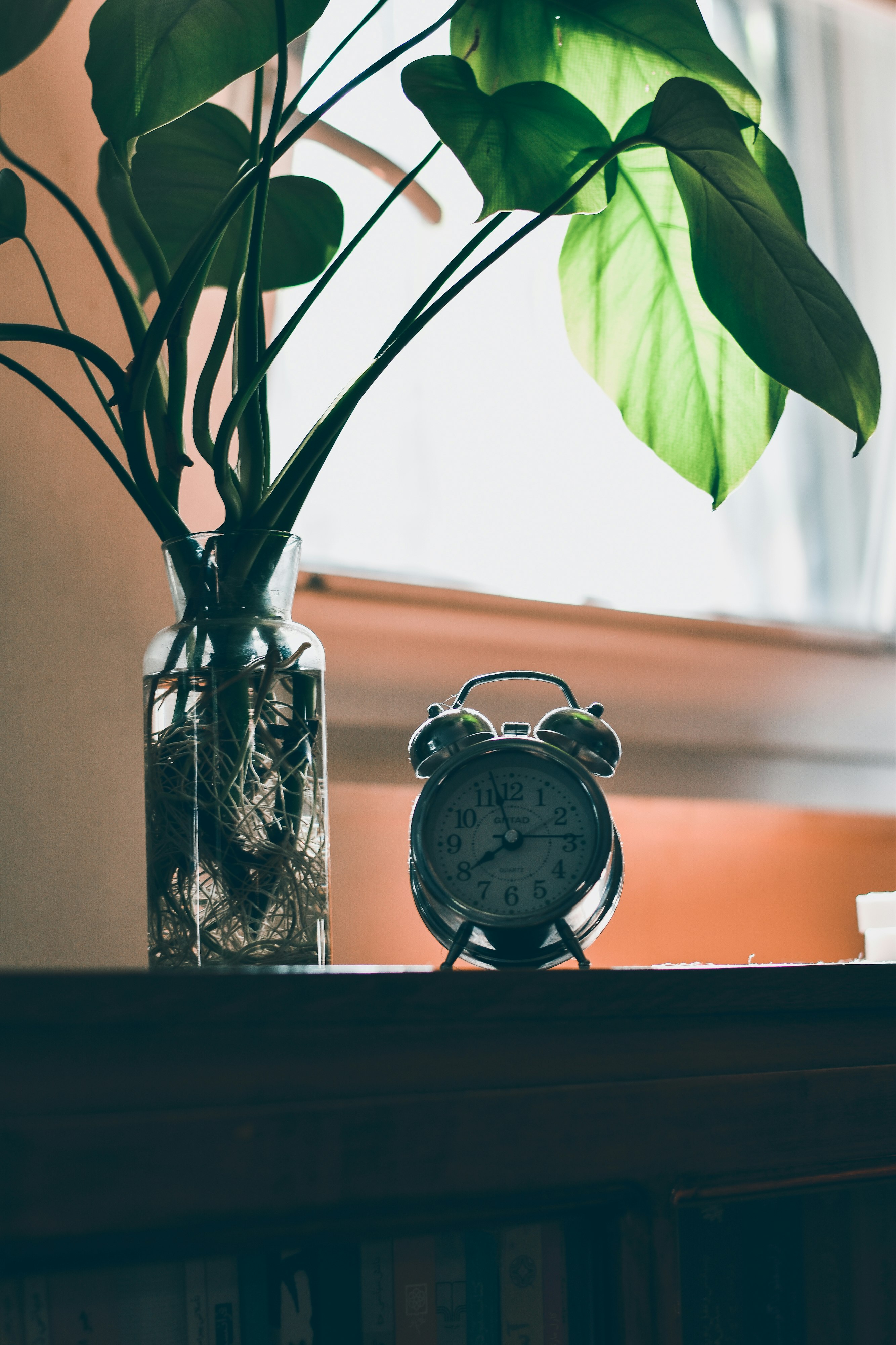 silver and white analog alarm clock beside green plant